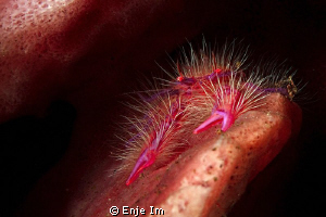 Hairy Squat Lobster (Lauriea siagiani) / no crop by Enje Im 